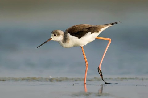 Black-winged Stilt (Himantopus himantopus) foraging, Phetchaburi, Thailand