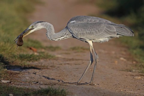 Grey Heron (Ardea cinerea), Germany