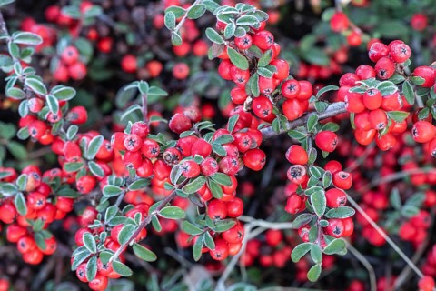 Fan-shaped cotoneaster (Cotoneaster horizontalis), Emsland, Lower Saxony, Germany