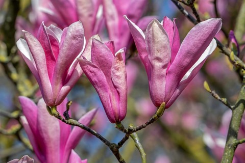 Blooming Magnolia liliiflora, Mulan magnolia, tulip magnolia, lily magnolia showing pink flowers in