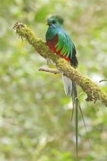 Resplendent Quetzal (Pharomachrus mocinno) male, Costa Rica