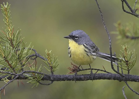 Kirtland's Warbler (Setophaga kirtlandii), Wisconsin, USA