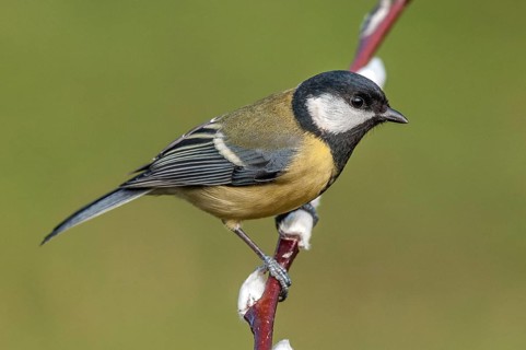 Great Tit (parus major) Great Tit • Baden-Württemberg, Germany, Baden-Württemberg, Federal Republic