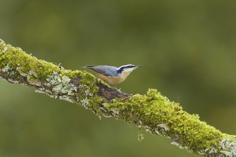 Red-breasted Nuthatch (Sitta canadensis), British Columbia, Canada