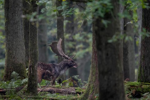 A fallow deer (Dama dama) on the rutting ground, autumn, rut, fallow deer rut, October, Germany