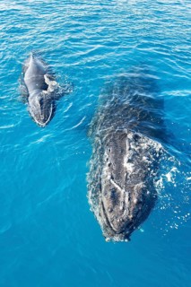 A Humpback Whales family surfacing, Hervey Bay, Queensland, Australia