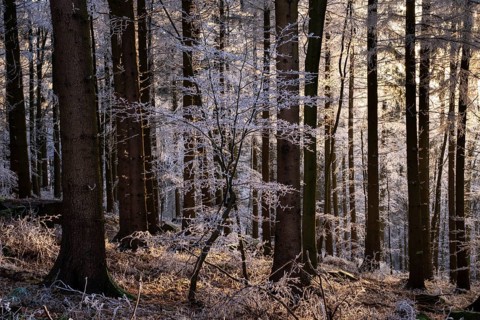 Wintery forest with hoarfrost on Königstuhl mountain, Rhein-Neckar district, Baden-Württemberg,