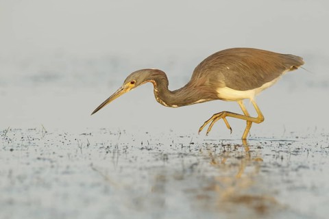 Tricolored Heron (Egretta tricolor), Florida, USA