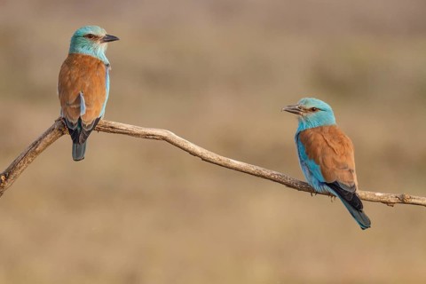 European Roller (Coracias garrulus), couple perched on a branch, Castile-La Mancha