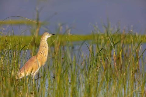 Squacco heron, heron, animals, birds, biotope, foraging, (Ardeola ralloides), Lesbos, Greece