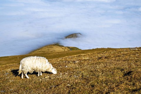 Sheeps on Snowdon Massif, Snowdon Range, Snowdonia, North Wales, UK