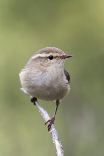 Humes Leaf Warbler - Tienschan-Laubsänger - Phyllsocopus humei ssp. humei, Kyrgyzstan
