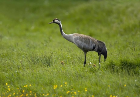 Common Crane (Grus grus), Mecklenburg-Western Pomerania, Germany