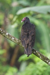 Turkey Vulture (Cathartes aura), Costa Rica
