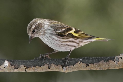 Pine Siskin (Spinus pinus), New Mexico, USA