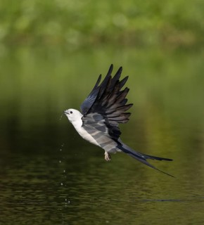 Swallow-tailed Kite (Elanoides forficatus) drinking in flight, Florida, USA