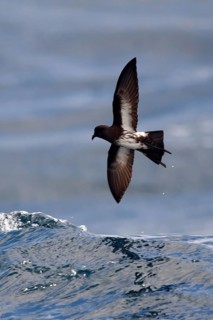 New Zealand Storm Petrel (Fregetta maoriana) flying, North Island, New Zealand