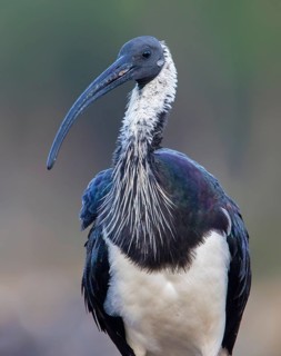 Straw-necked Ibis (Threskiornis spinicollis), Victoria, Australia