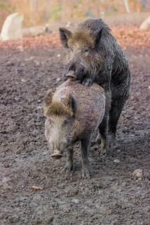 Two wild boar or wild pig (Sus scrofa), mate on an opening
