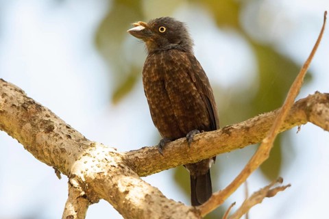 Grey-throated Barbet (Gymnobucco bonapartei), Kakamega Forest, Kenya