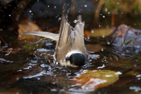 Marsh Tit (Poecile palustris) bathing, Rhineland-Palatinate, Germany