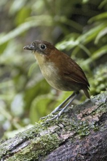 Yellow-breasted Antpitta (Grallaria flavotincta), Ecuador