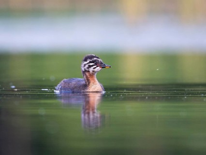 Red-necked Grebe (Podiceps grisegena) chick, Mecklenburg-Western Pomerania, Germany