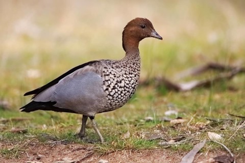 Maned Duck (Chenonetta jubata) male, Australian Capital Territory, Australia