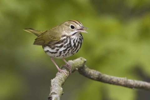 Ovenbird (Seiurus aurocapilla) singing, Ontario, Canada