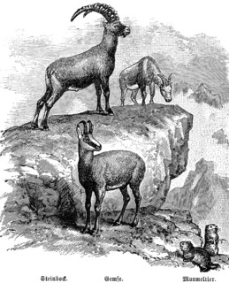 Alpine fauna with ibex (Capra ibex), chamois (Rupicapra rupicapra) and marmot (Marmota marmota),