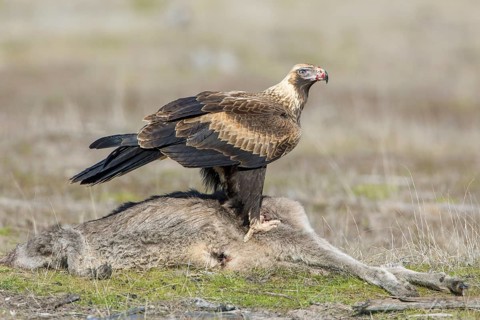 Wedge-tailed Eagle (Aquila audax) young bird on the carcass of a Eastern grey kangaroo (Macropus