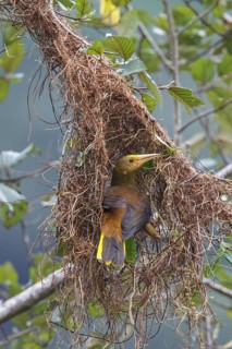 Russet-backed Oropendola (Psarocolius angustifrons) building a nest on a branch in Manu National
