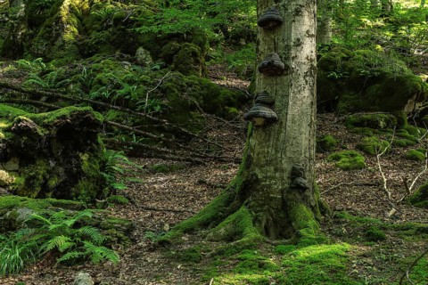 Explore a lush, moss-covered forest in Sierra de Urbasa, Navarra, Spain. The image showcases