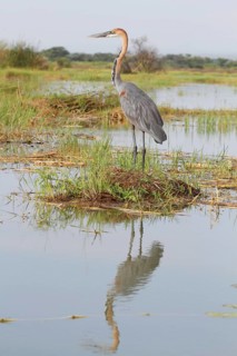 Goliath Heron (Ardea goliath), Lake Naivasha, Kenya