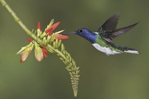 White-necked Jacobin (Florisuga mellivora), Ecuador