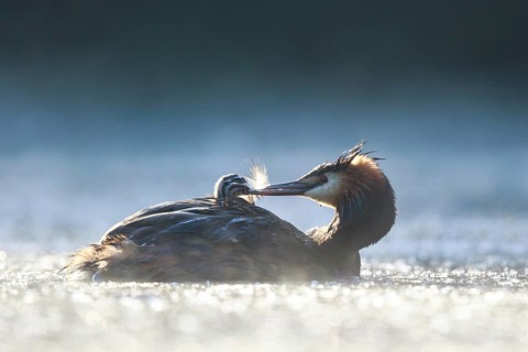 Great Crested Grebe (Podiceps cristatus) with chick, North Rhine-Westphalia, Germany