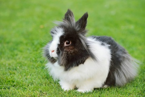 Lionhead rabbit (Oryctolagus cuniculus forma domestica) in a meadow, North Rhine-Westphalia,