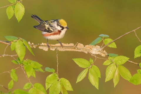 Chestnut-sided Warbler (Setophaga pensylvanica) perched on a branch, Texas, USA