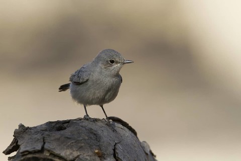 Blackstart (Oenanthe melanura), Oman