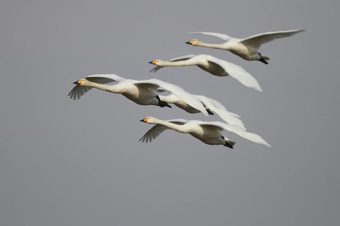 Whooper Swan (Cygnus cygnus) group flying, North Rhine-Westphalia, Germany
