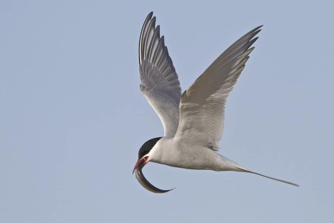 Arctic Tern (Sterna paradisaea) flying, Manitoba, Canada