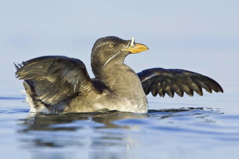 Rhinoceros Auklet (Cerorhinca monocerata), British Columbia, Canada