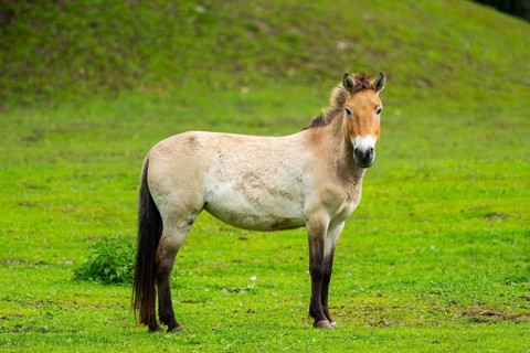 Przewalski's horse (Equus ferus przewalskii) standing on a meadow, Austria, Germany