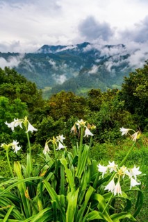 Overlook over the Valle de Cocora, Unesco site coffee cultural landscape, Salento, Colombia
