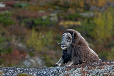 After a long period of rest, the musk ox bull (Ovibos moschatus) rises, autumn, Ruska, autumn