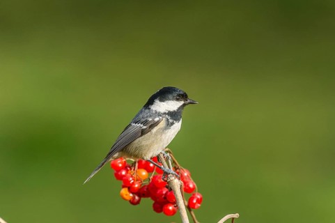 Pine Tit (Periparus ater) Coal Tit • Baden-Württemberg, Germany, Baden-Württemberg, Federal