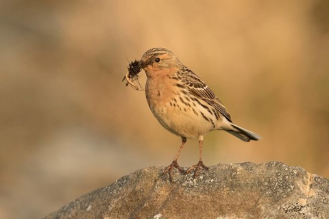 Red-throated Pipit (Anthus cervinus) with insects in its beak, Norway
