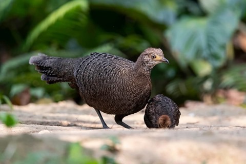 Grey Peacock-Pheasant (Polyplectron bicalcaratum) female foraging with chick, Yunnan, China