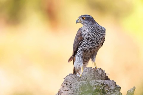 Northern northern goshawk (Accipiter gentilis), Autour des palombes, Hides De Calera / Goshawk