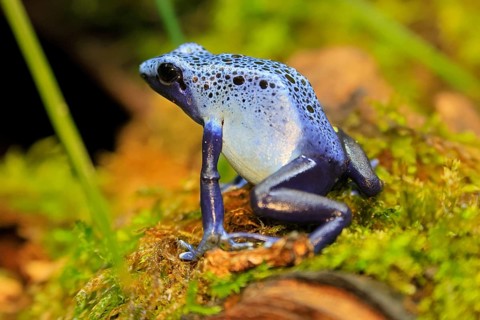 Blue poison dart frog (Dendrobates tinctorius), Blue poison dart frog, adult, alert, South America